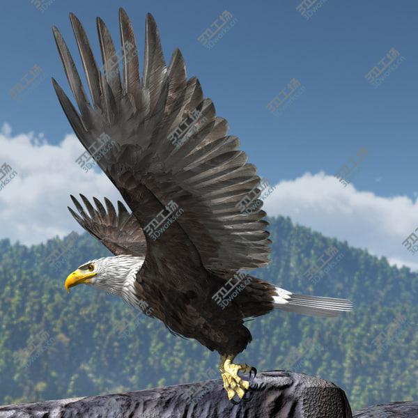 images/goods_img/20210312/American Bald Eagle/1.jpg